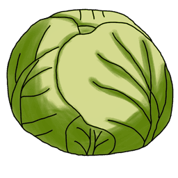 white cabbage